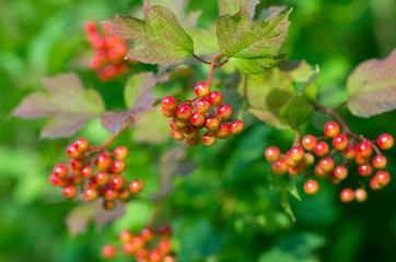 Fototapeta premium Bunches of ripe and reddening viburnum berries shine in the sun in the summer season