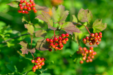 Bunches of ripe and reddening viburnum berries shine in the sun in the summer season