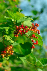 Bunches of ripe and reddening viburnum berries shine in the sun in the summer vertical orientation