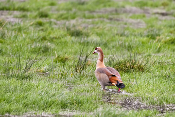 Egyptian goose in grass