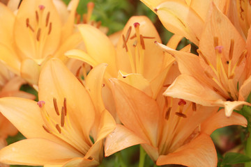 orange lily flower