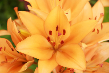 Obraz premium closeup of yellow flower
