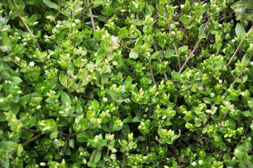 Obraz premium In the field in the soil grows Stellaria media