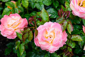 Fresh delicate light pink roses and blurred green leaves in a garden in a sunny summer day, beautiful outdoor floral background