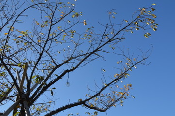 自然　空　素材