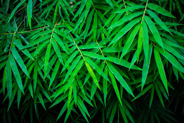 Bamboo green leaves background and textured for nature wallpaper and backdrop