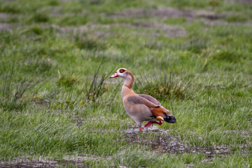 egyptian goose in wetland