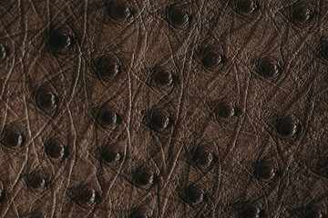 Close-up of ostrich leather. Flat-lay background of ostrich skin. 