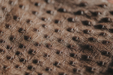 Close-up of ostrich leather. Flat-lay background of ostrich skin. 