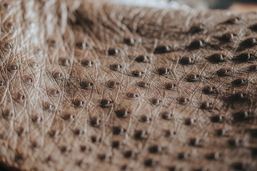 Close-up of ostrich leather. Flat-lay background of ostrich skin. 