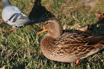 duck 