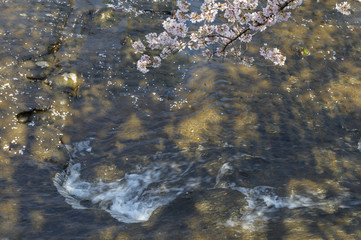 恩田川と桜