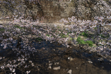 Obraz na płótnie Canvas 恩田川と桜