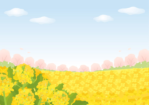 菜の花畑と桜と青空の背景素材