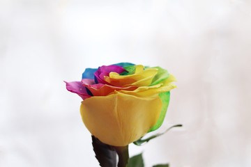 Rainbow colored rose in hand on a light background.Selective focus on the petals of a flower.Rose...