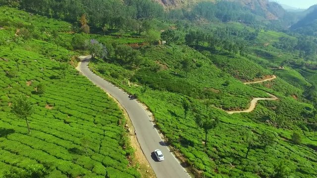 Tea plantation in india munnar asia off road aerial shot greenish. long roads