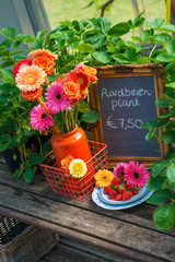 Colorful Gerbera flowers with strawberries on vintages plates in a green garden setting 