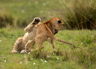 Lion cubs playing on the green of Masai Mara, Kenya