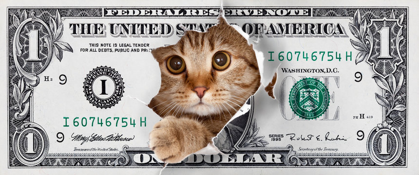 Funny Money Images Browse 167 416 Stock Photos Vectors and