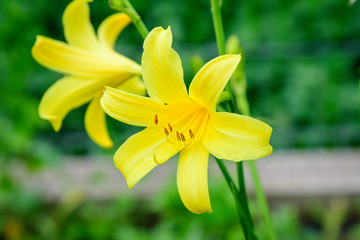 Fototapeta na wymiar Close up of two delicate yellow lily or Lilium flowers in full bloom in a summer garden, beautiful outdoor floral background photographed with soft focus