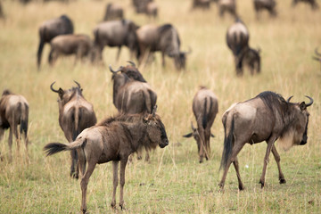 A herd of Wildebeests grazing in the grassland of Masa Mara