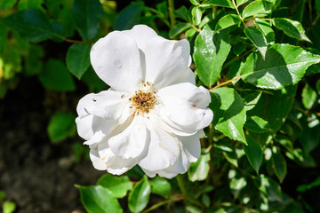 Obraz na płótnie Canvas Close up of one large and delicate white rose in full bloom in a summer garden, in direct sunlight, with blurred green leaves in the background, photographed with soft focus
