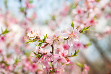 Floral background for text for the holiday March 8 Women's Day. Blooming tree close-up and copy space. Happy Valentine's Day greeting card from a flowering branch. Ecology in the spring in the bloomin