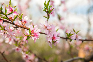Floral background for text for the holiday March 8 Women's Day. Blooming tree close-up and copy space. Happy Valentine's Day greeting card from a flowering branch. Ecology in the spring in the bloomin