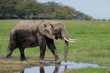 Elephant in the marshes at  Amboseli National Park, Kenya, Africa