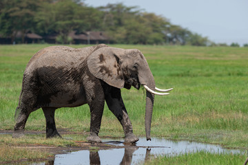 Fototapeta premium Elephant in the marshes at Amboseli National Park, Kenya, Africa