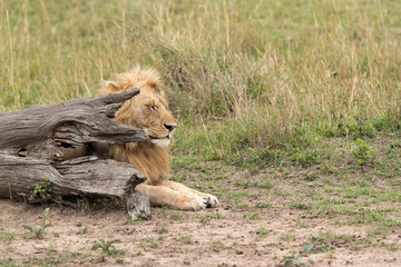 A lion behind a tree trunk at Masai Mara, Kenya