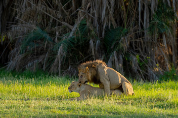 Lions in Mating at  Amboseli National Park, Kenya, Africa