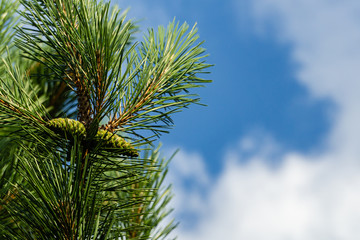 Obraz premium Young cones on branch of Austrian pine or black pine on blurred background of blue sky. Selective focus. Beautiful long needles and bokeh. Nature concept for design.