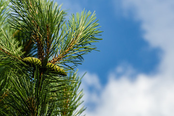 Young cones on branch of Austrian pine or black pine on blurred background of blue sky. Selective focus. Beautiful long needles and bokeh. Nature concept for design.