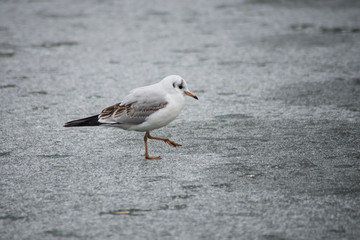 Portrait of seagull walking on frozen river