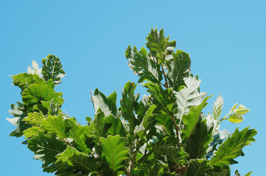 Leaves of rare Valonia oak ( Quercus macrolepis )