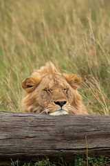 Lion resting with support on fallen tree trunk  at Masai Mara, Kenya