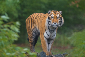 Le tigre est en voie d'extinction.