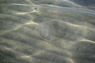 Jellyfish under water with sun flare on the sand.  Black sea. © Sulugiuc