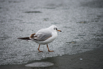 Portrait of seagull walking on frozen river