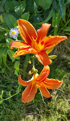 Beautiful bright orange day-lily on a sunny summer garden