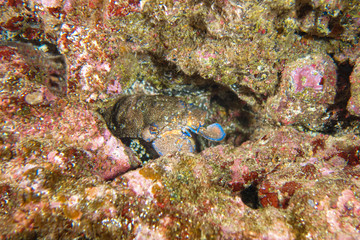 Graeter slipper lobster-Grande cigale (Scyllarides latus), Pido island, Azores.