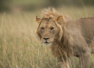 Obraz premium Subadult lion in Savannah, Masai Mara, Kenya