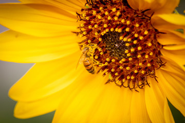 A Busy bee and a Sunflower
