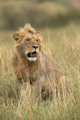 Obraz na płótnie Canvas Portrait of a subadult lion at Masai Mara, Kenya