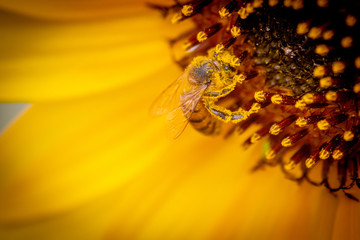 Honeybee close-up