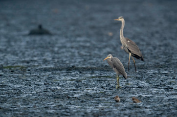Juvenile Western reef heron and a grey heron Tubli bay, Bahrain