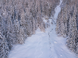 Aerial view of freeride ski traces in powder snow. Concept of action sports in backcountry mountaineering.