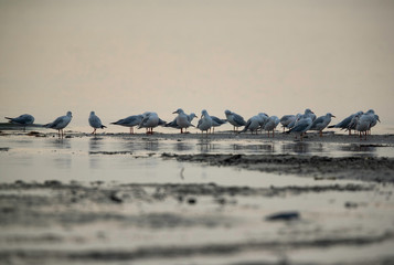 Black-headed gull at Asker coast in morning light