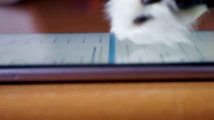 cats paw touches the touch screen of a smartphone.concept of the use of modern gadgets and technologies by pets.close-up.shallow depth of field.